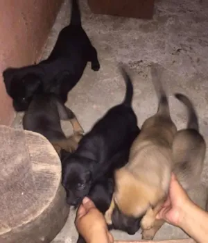 Cachorro raça SRD idade Abaixo de 2 meses nome Vários Filhotes