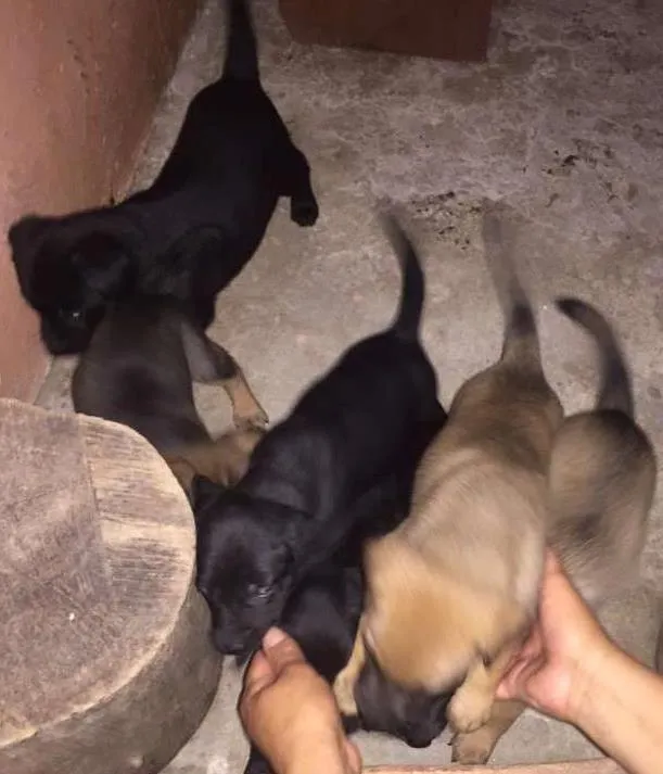 Cachorro ra a SRD idade Abaixo de 2 meses nome Vários Filhotes