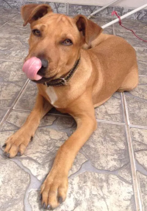 Cachorro ra a não definida idade 7 a 11 meses nome Cogumelo