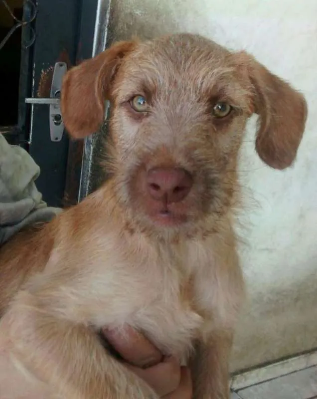 Cachorro ra a srd idade  nome TICO