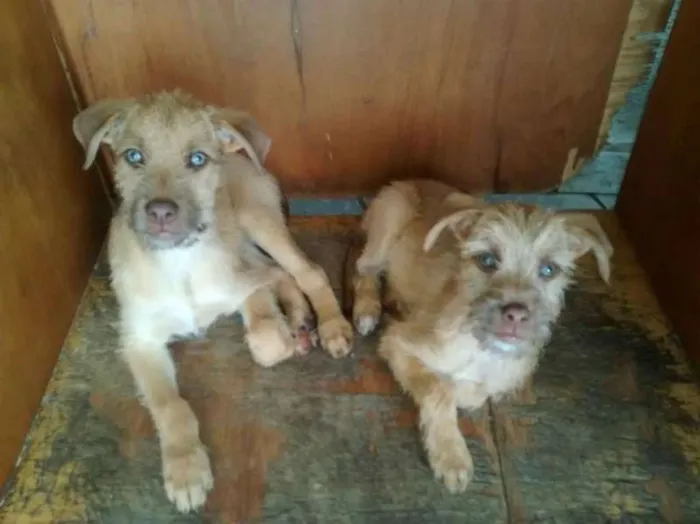 Cachorro ra a srd idade 2 a 6 meses nome Liz tobe