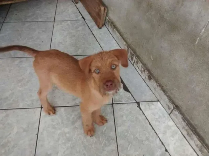 Cachorro ra a SRD idade 2 a 6 meses nome Peky