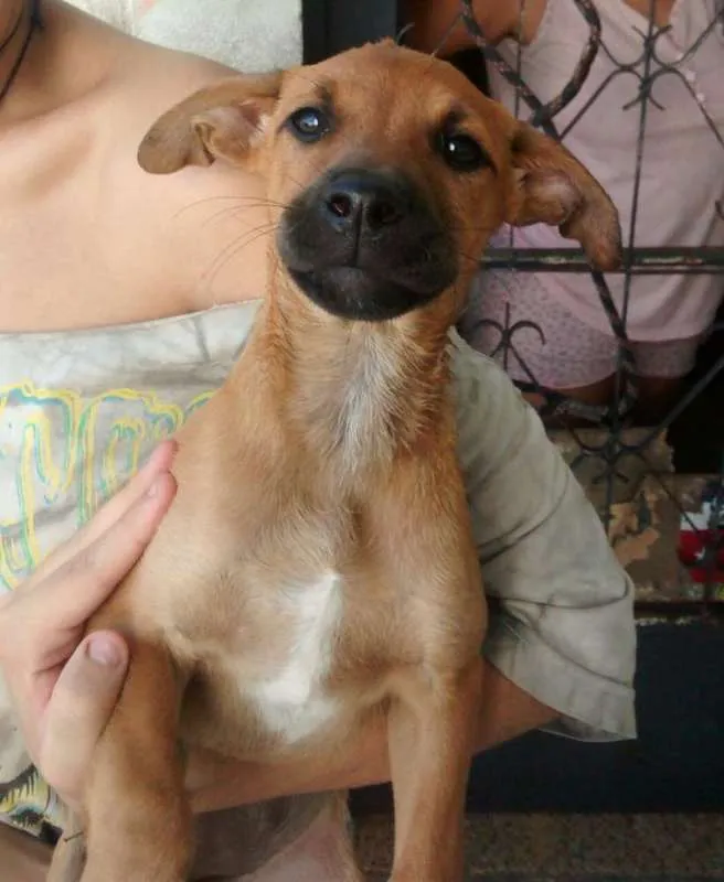 Cachorro ra a SRD idade  nome LANA