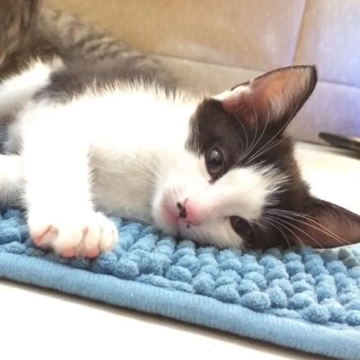 Gato ra a SRD idade Abaixo de 2 meses nome Hood