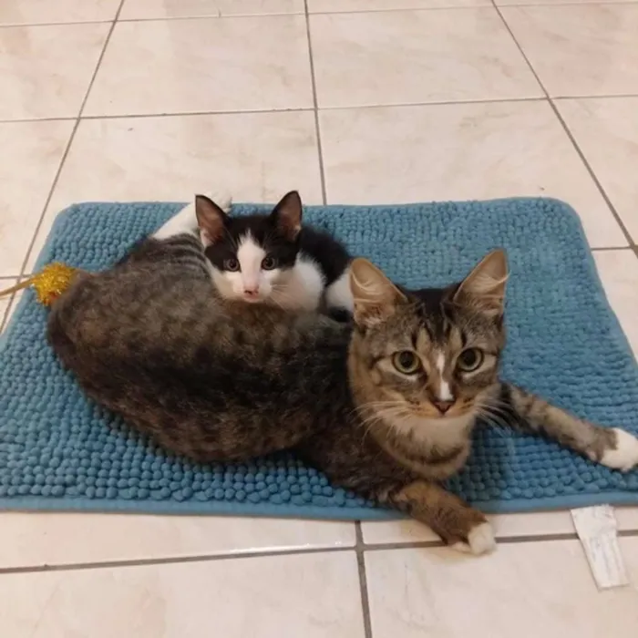 Gato ra a SRD idade Abaixo de 2 meses nome Hood