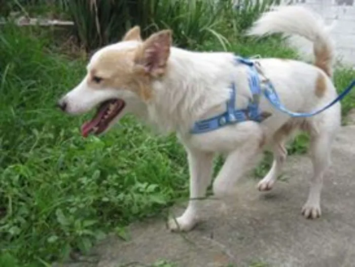 Cachorro ra a SRD idade 2 anos nome Dinho