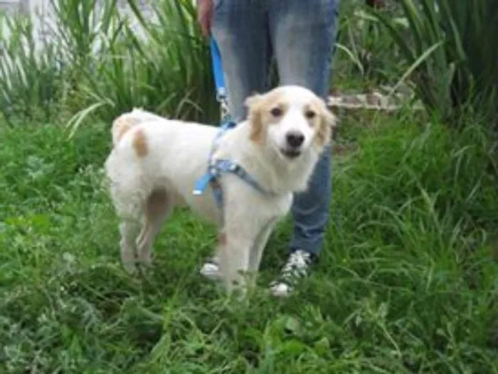 Cachorro ra a SRD idade 2 anos nome Dinho