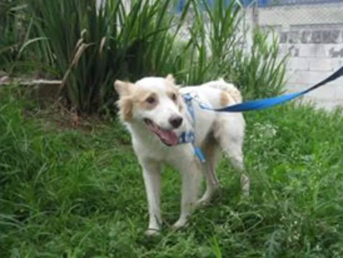 Cachorro ra a SRD idade 2 anos nome Dinho