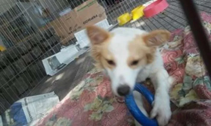 Cachorro ra a SRD idade 2 anos nome Dinho