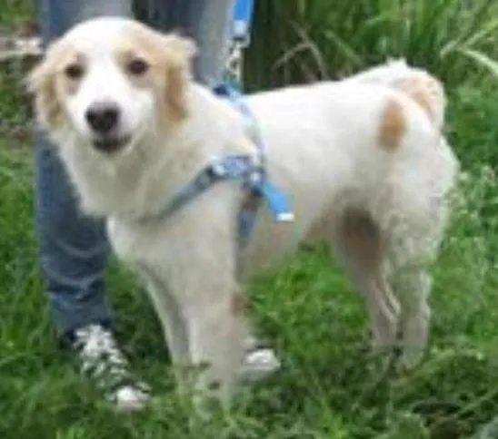 Cachorro ra a SRD idade 2 anos nome Dinho