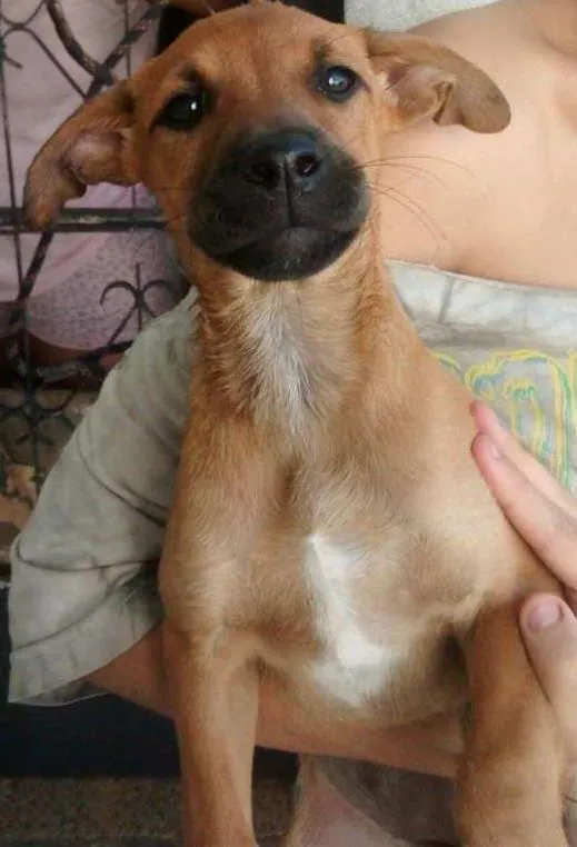 Cachorro ra a SRD idade  nome LANA