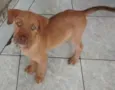 Peky