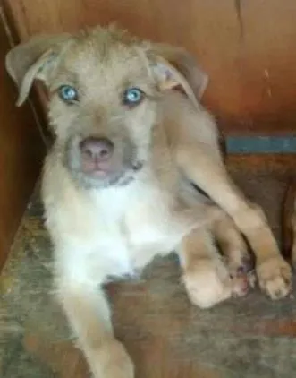 Cachorro ra a srd idade 2 a 6 meses nome Liz tobe