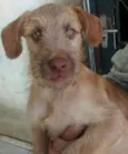 TICO