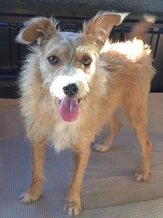 Cachorro ra a SRD idade 2 anos nome Estelinha