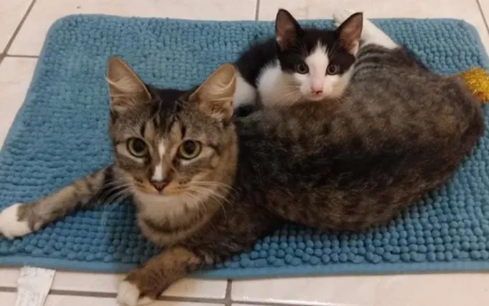 Gato ra a SRD idade Abaixo de 2 meses nome Hood