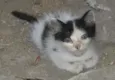 Pierre