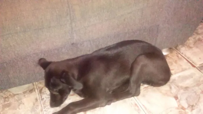 Cachorro ra a Labrador idade 2 a 6 meses nome Maggie