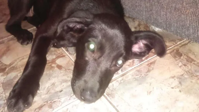 Cachorro ra a Labrador idade 2 a 6 meses nome Maggie