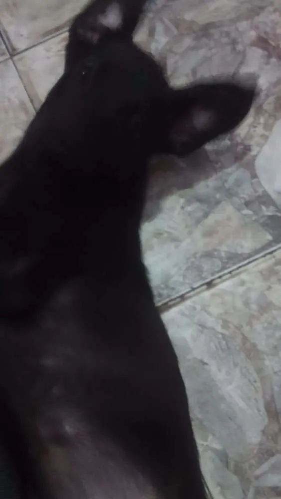 Cachorro ra a Labrador idade 2 a 6 meses nome Maggie