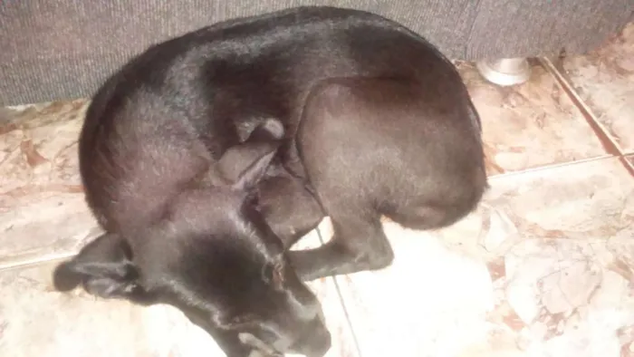 Cachorro ra a Labrador idade 2 a 6 meses nome Maggie