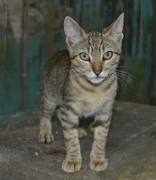 Gato ra a SRD idade 7 a 11 meses nome Alex