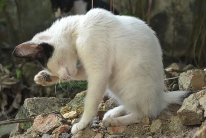 Gato ra a srd idade 7 a 11 meses nome Julia