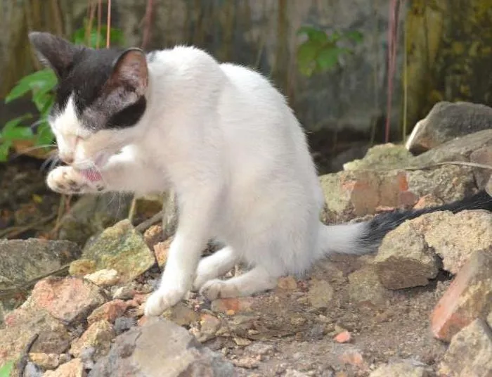Gato ra a srd idade 7 a 11 meses nome Julia