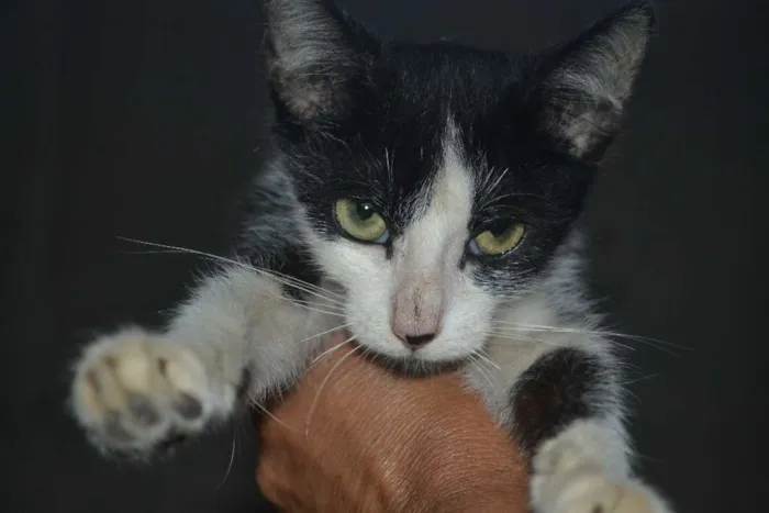 Gato ra a SRD idade 7 a 11 meses nome Frajola
