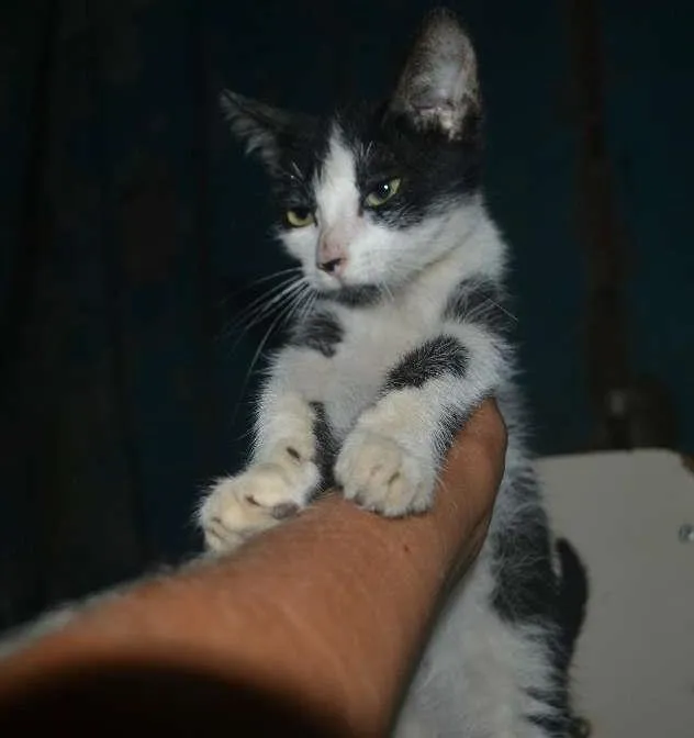 Gato ra a SRD idade 7 a 11 meses nome Frajola