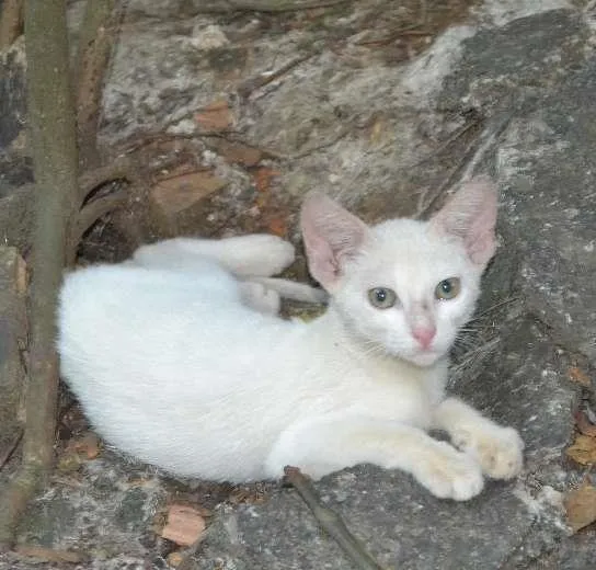 Gato ra a srd idade 2 a 6 meses nome Branquinho