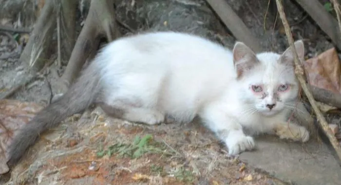 Gato ra a Sialata idade 2 a 6 meses nome Fofinho
