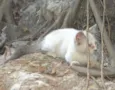 Fofinho