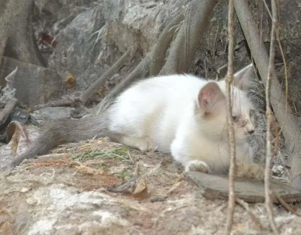 Gato ra a Sialata idade 2 a 6 meses nome Fofinho