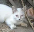 Fofinho