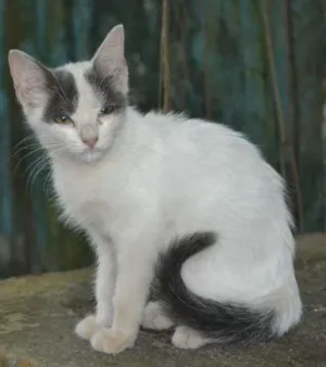 Gato raça srd idade 2 a 6 meses nome Luz