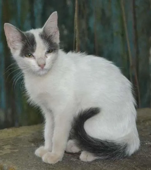 Gato ra a srd idade 2 a 6 meses nome Luz
