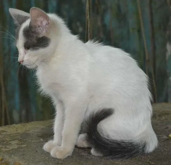 Gato ra a srd idade 2 a 6 meses nome Luz