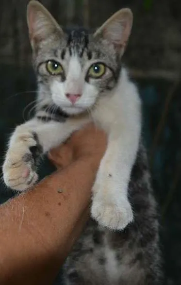 Gato ra a SRD idade 7 a 11 meses nome Isis