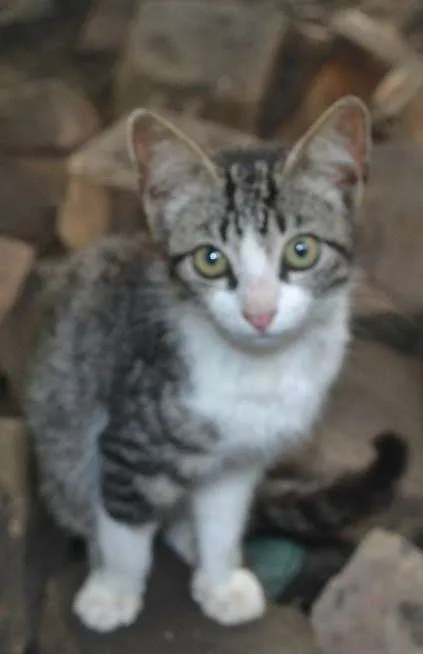 Gato ra a SRD idade 7 a 11 meses nome Isis