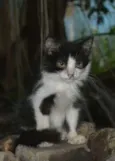Zorro