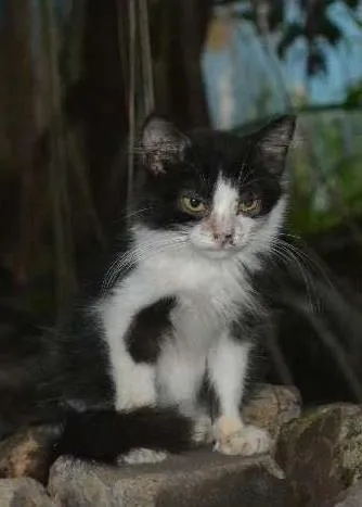 Gato ra a srd idade 2 a 6 meses nome Zorro