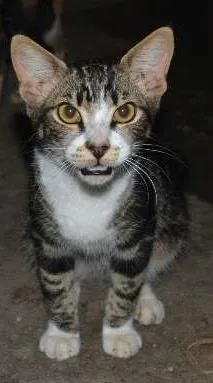 Gato raça srd idade 7 a 11 meses nome Lion