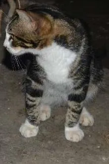 Gato raça srd idade 7 a 11 meses nome Lion