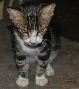 Gato raça srd idade 7 a 11 meses nome Lion