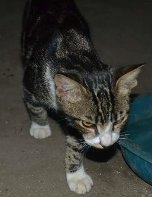 Gato raça srd idade 7 a 11 meses nome Lion