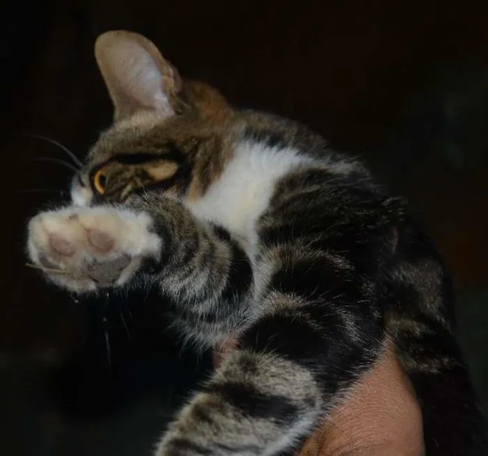 Gato raça srd idade 7 a 11 meses nome Lion