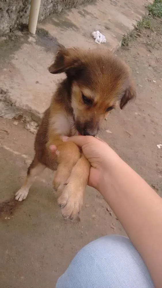 Cachorro ra a Sem  raça definida idade 2 a 6 meses nome Sem nome