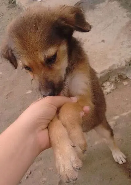 Cachorro ra a Sem  raça definida idade 2 a 6 meses nome Sem nome