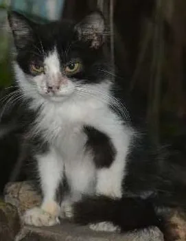 Gato raça srd idade 2 a 6 meses nome Zorro